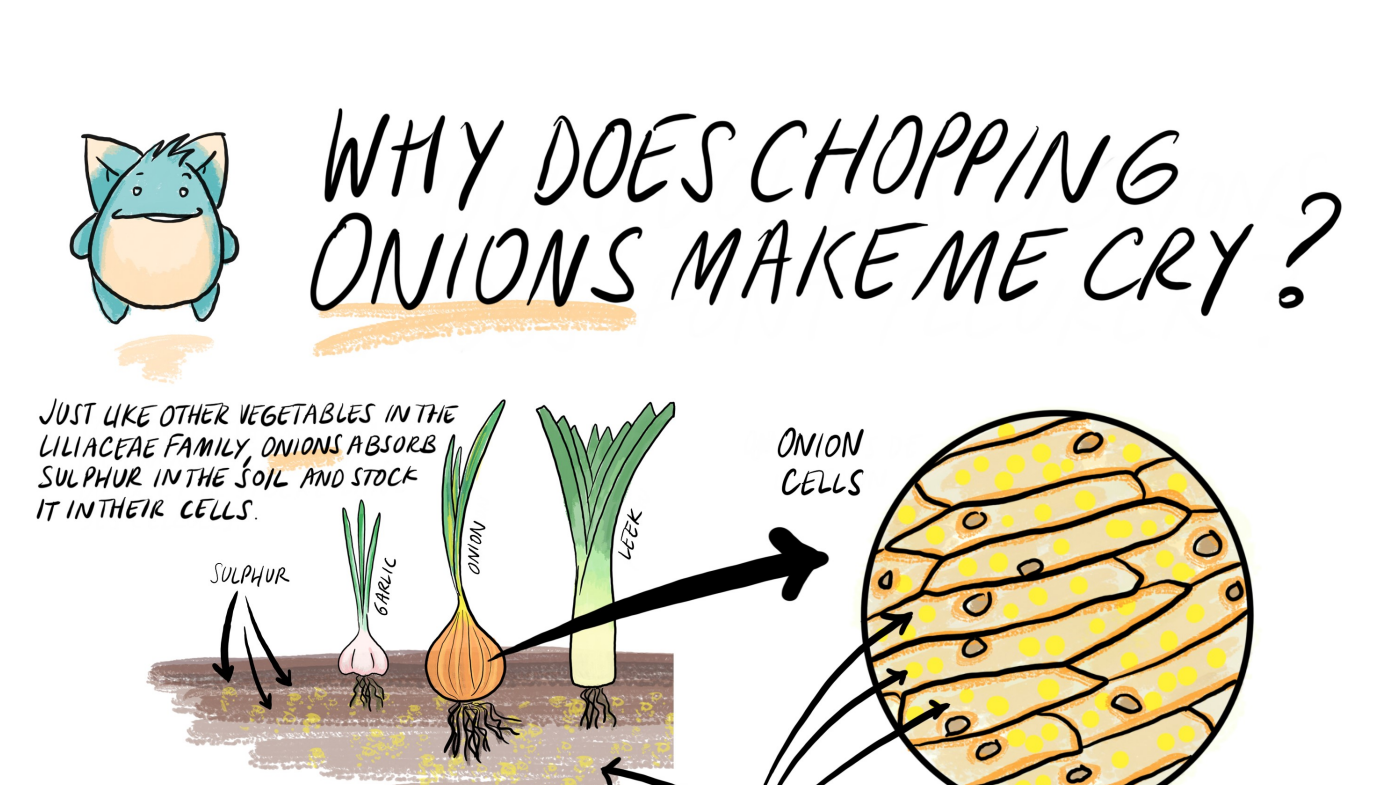 detail of an infographic drawing for children explaining why onions makes us cry when we chop them