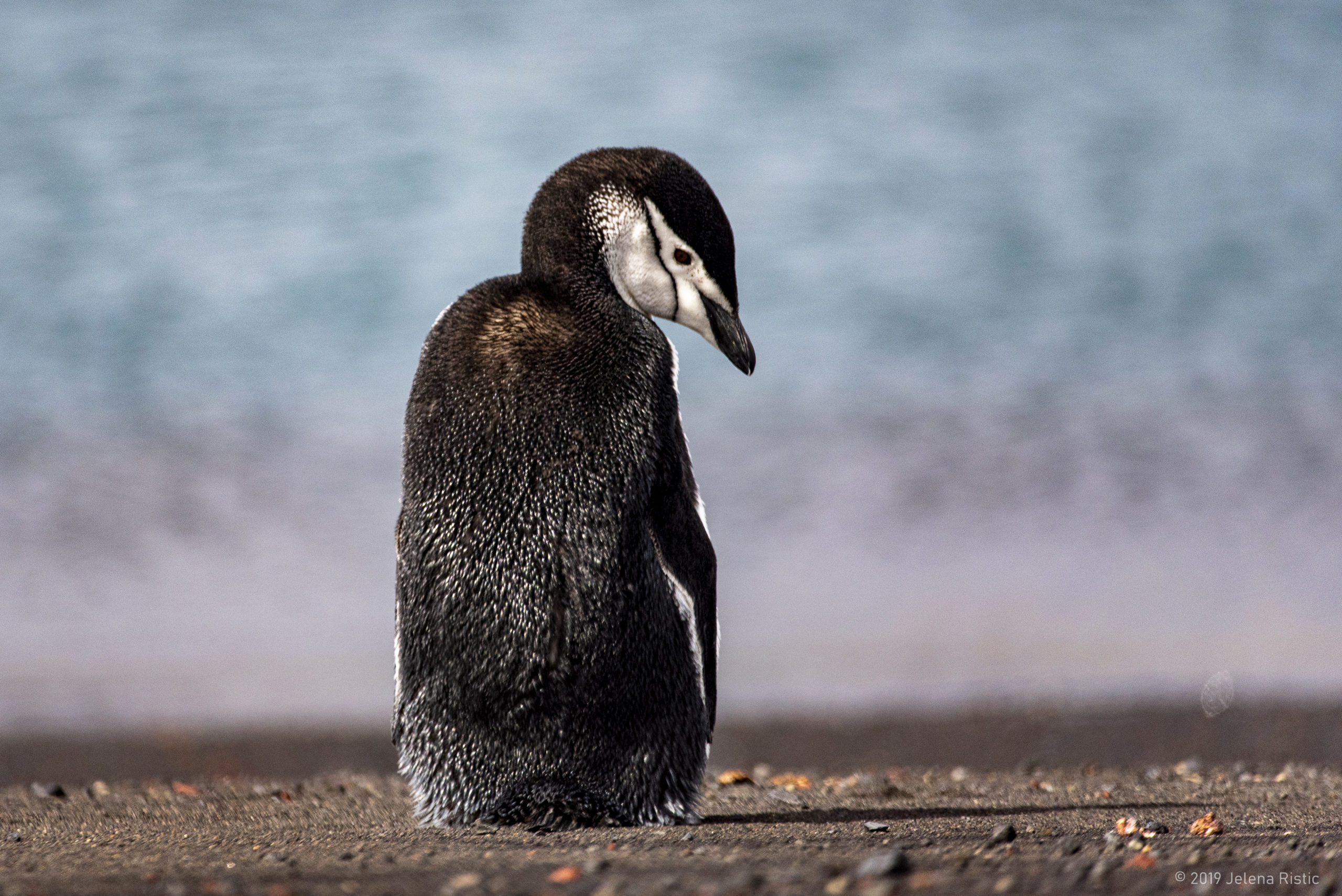 Chinstrap penguin, Deception Island, 2019