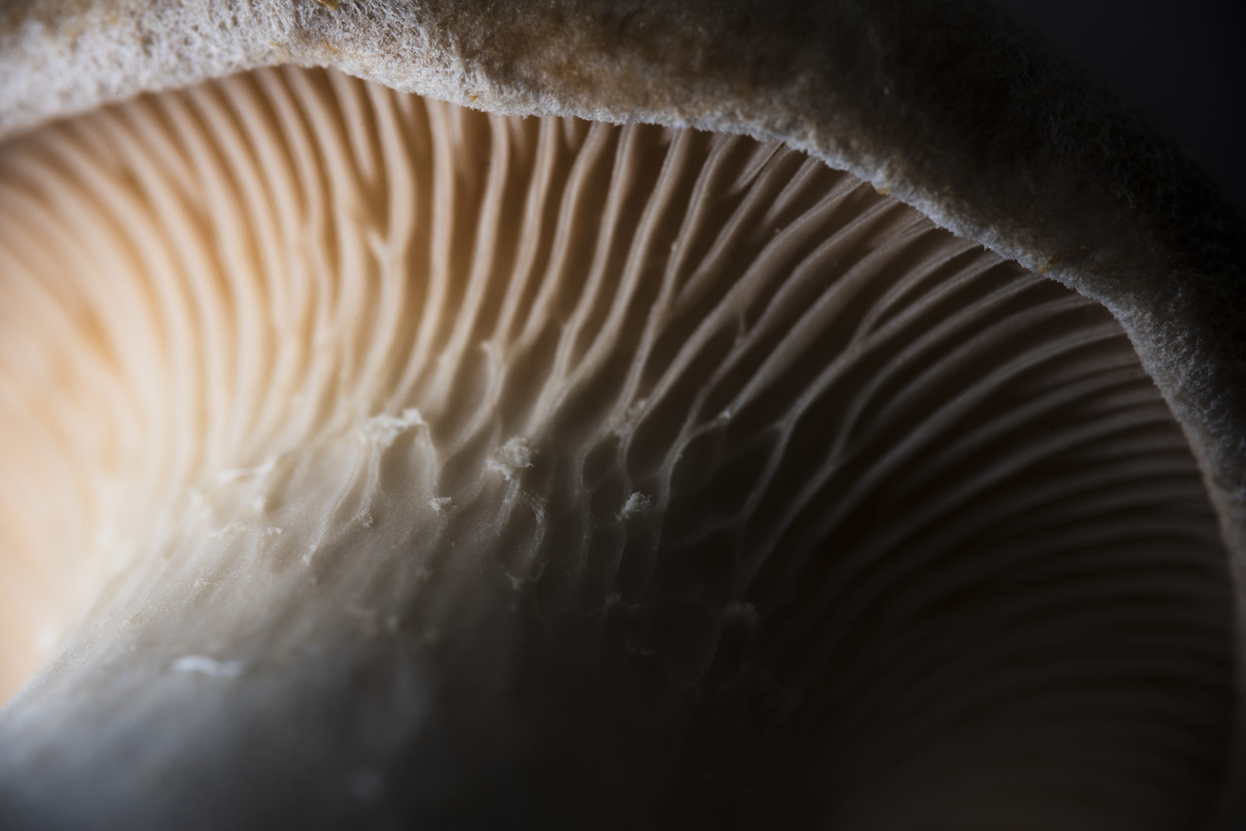 Oyster mushroom, 2023
