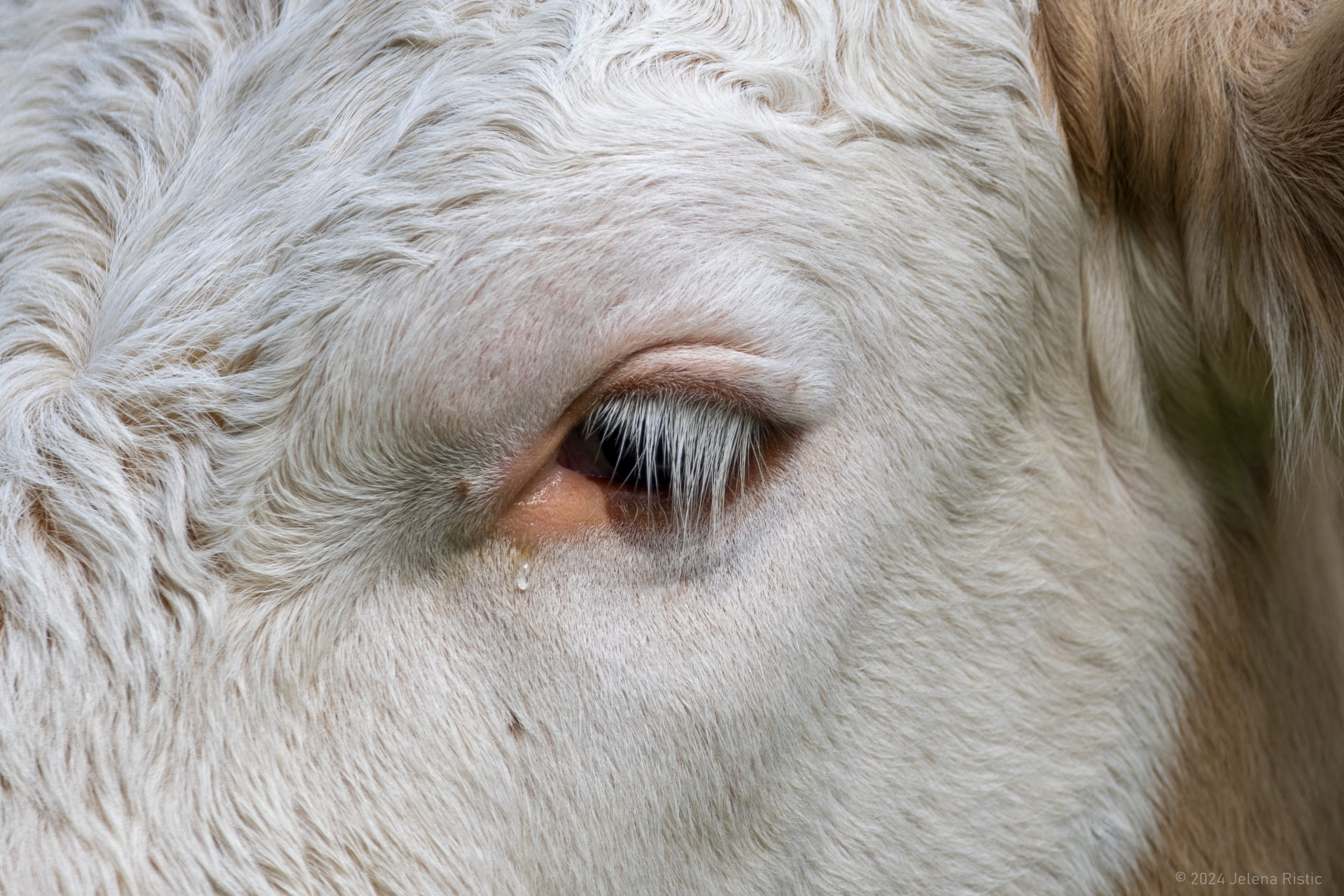 A tear in a field near Lauterbrunnen, 2024